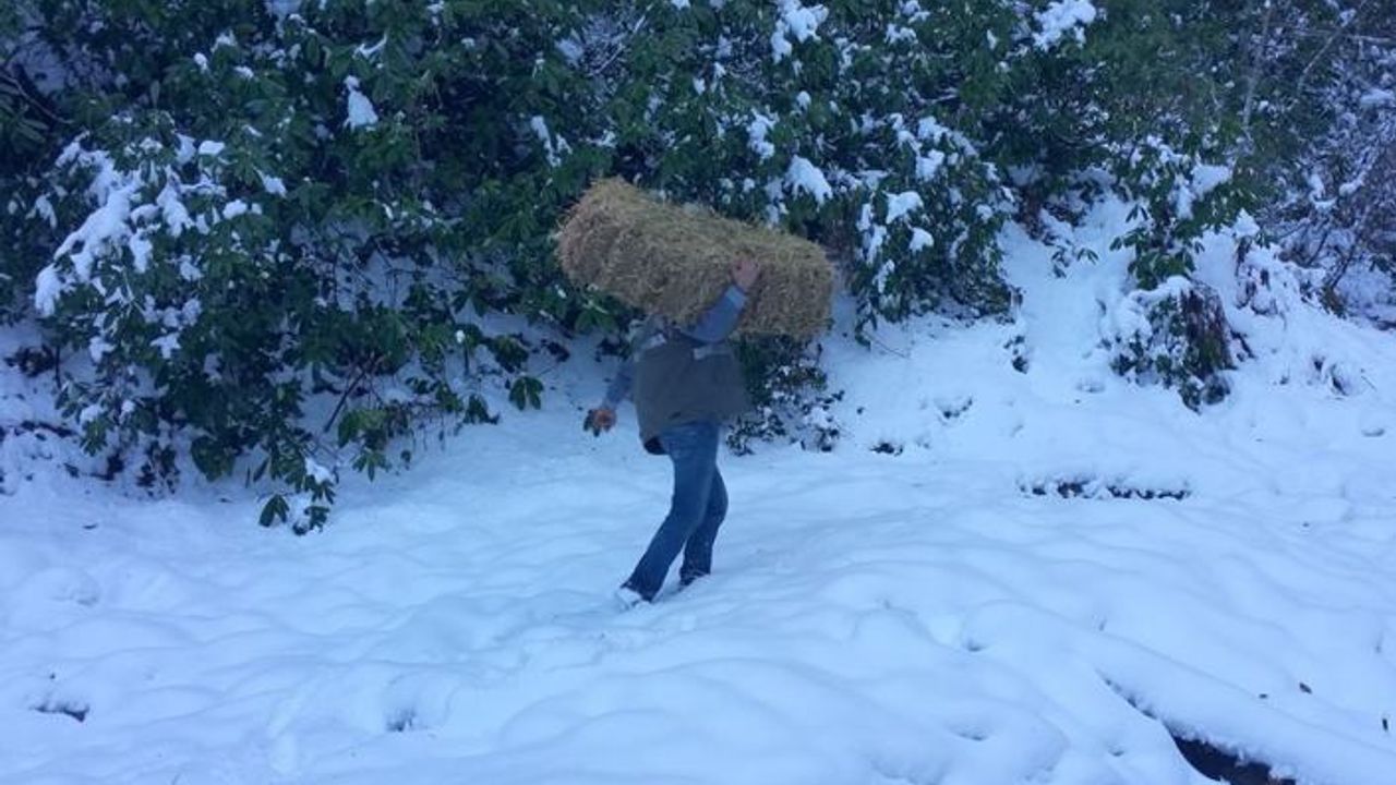 Yaban hayvanları 2 ton yem ve yonca bırakıldı