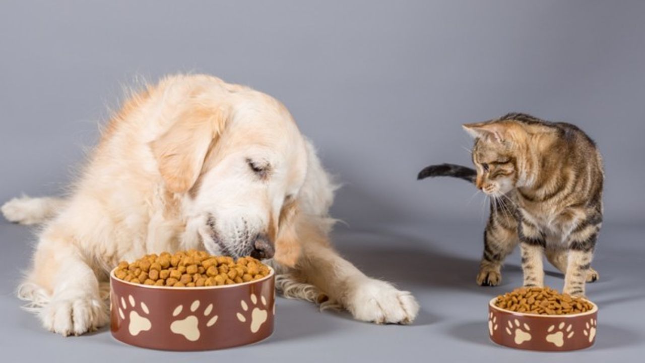 Kedi ve köpek maması ile kedi kumu alınacak