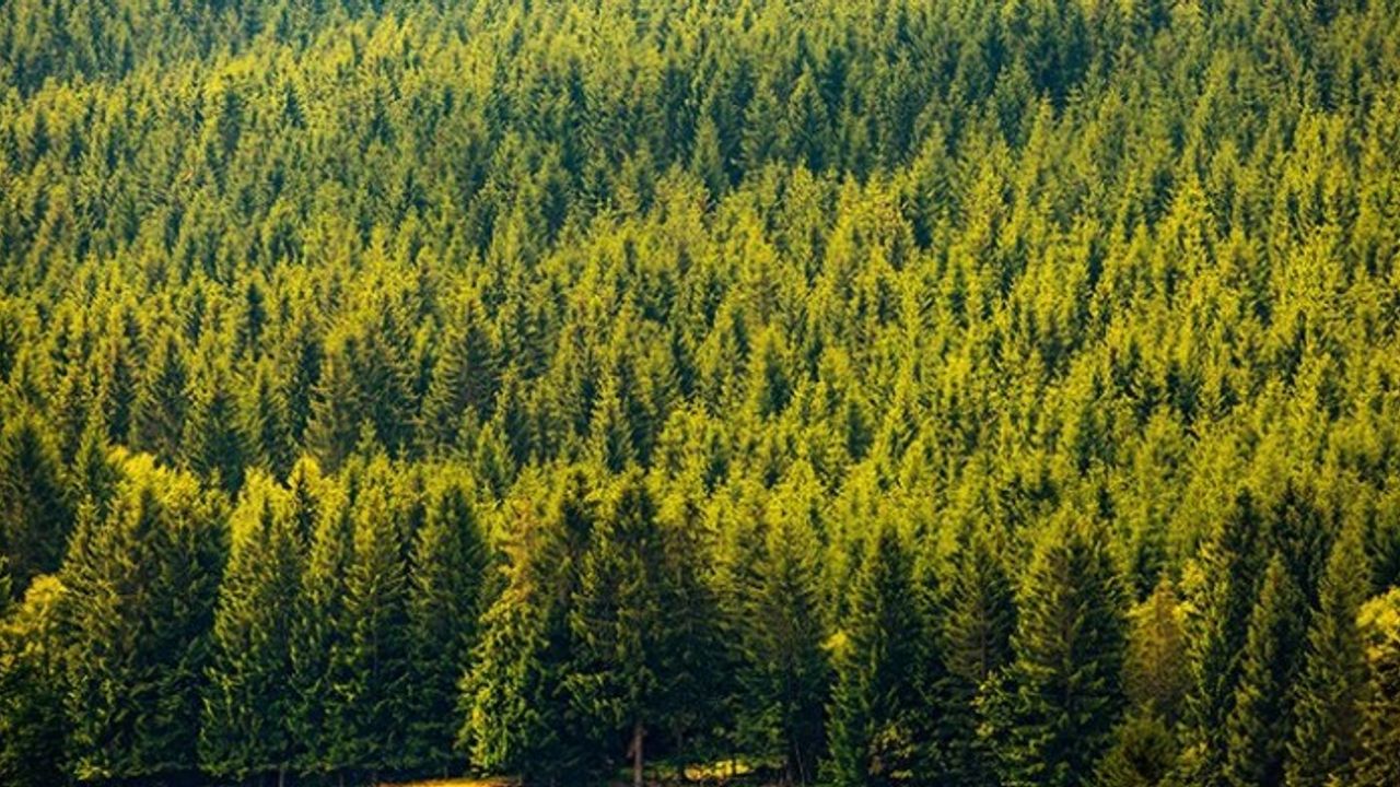 Ormancılık çalışmalarının takibi ve kontrolü hizmeti alınacak
