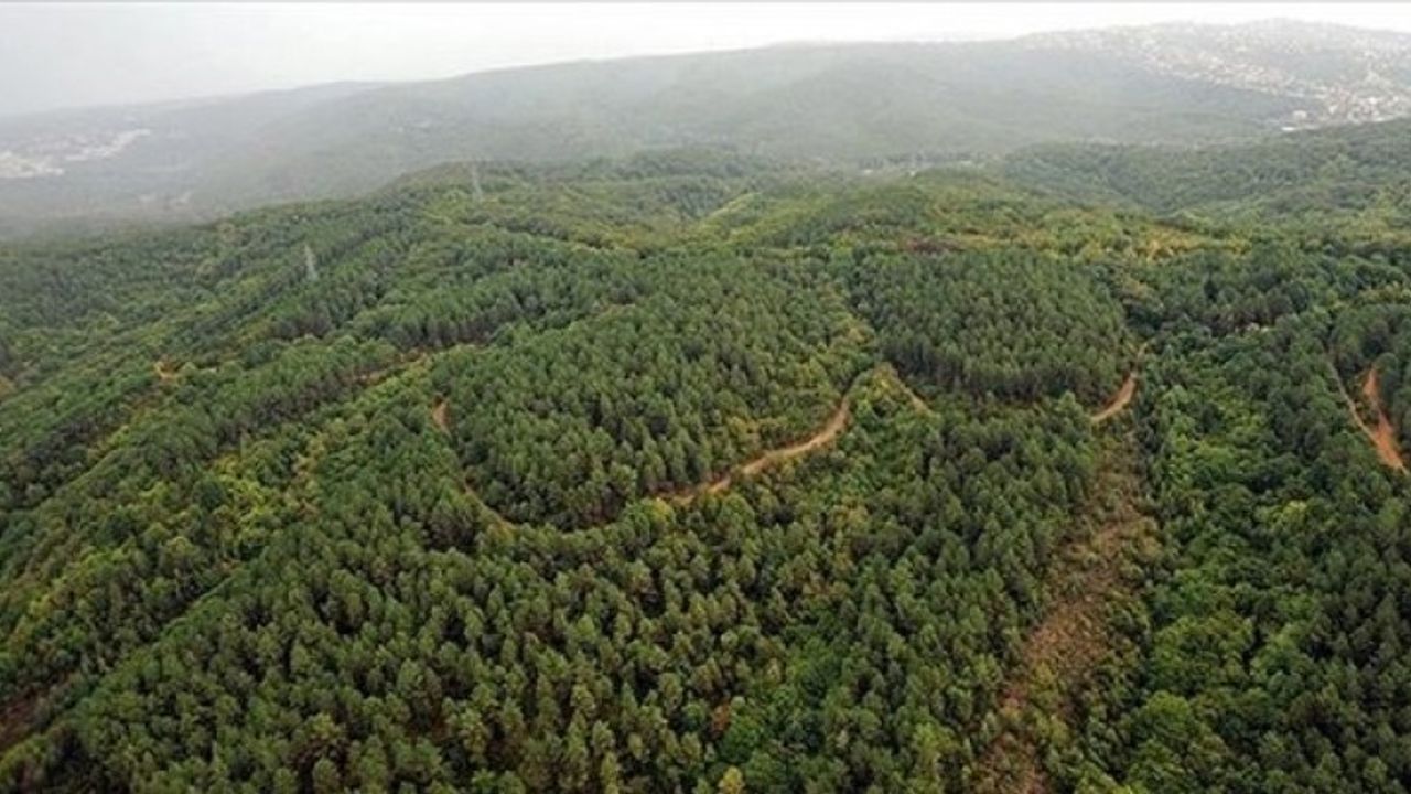 Ormancılık çalışmaları için hizmet alınacak