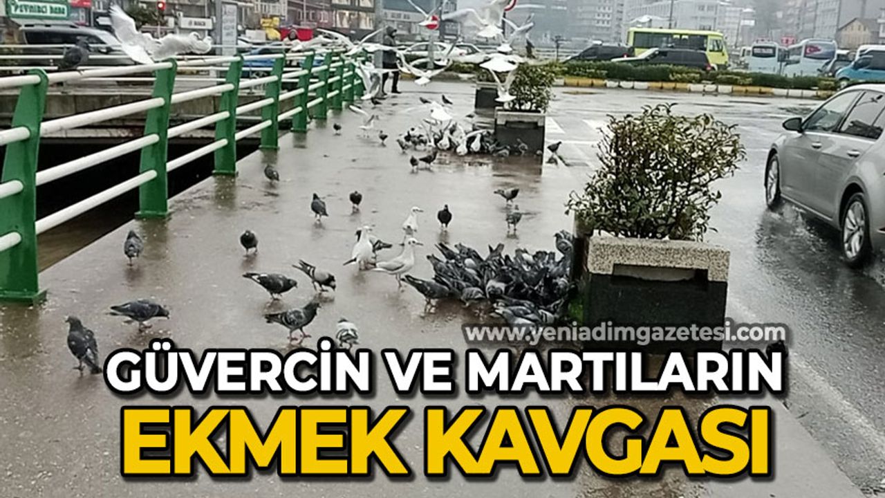 Zonguldak'ta güvercin ve martıların ekmek kavgası