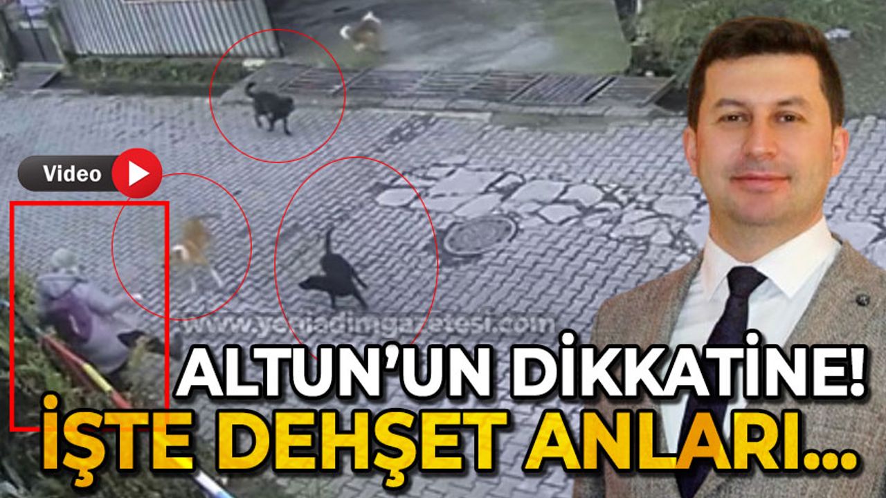Kamil Altun'un dikkate: Kilimli'de başıboş köpek faciasından son anda dönüldü!