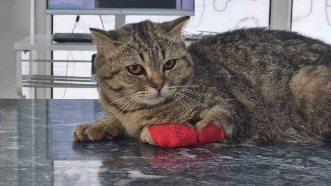 420,3 ton kedi köpek maması ihraç edildi