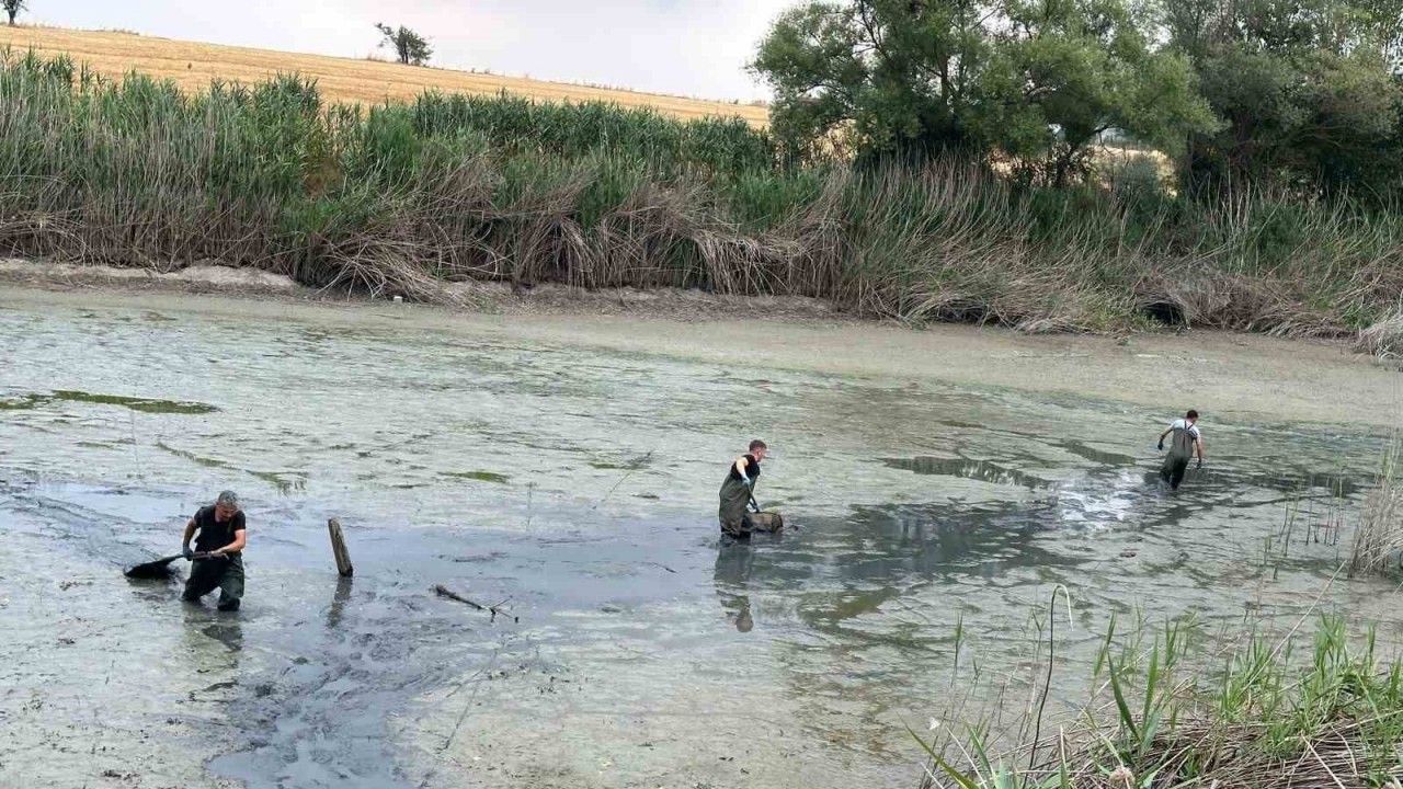 Kuruyan gölette mahsur kalan balıklar kurtarıldı