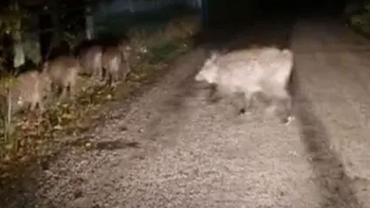 Aç kalan domuz sürüsü yola indi