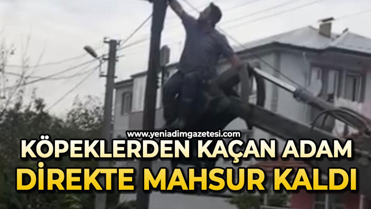 Köpeklerden kaçtı, direkte mahsur kaldı