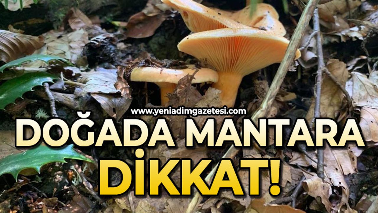 Doğada mantar dikkat!