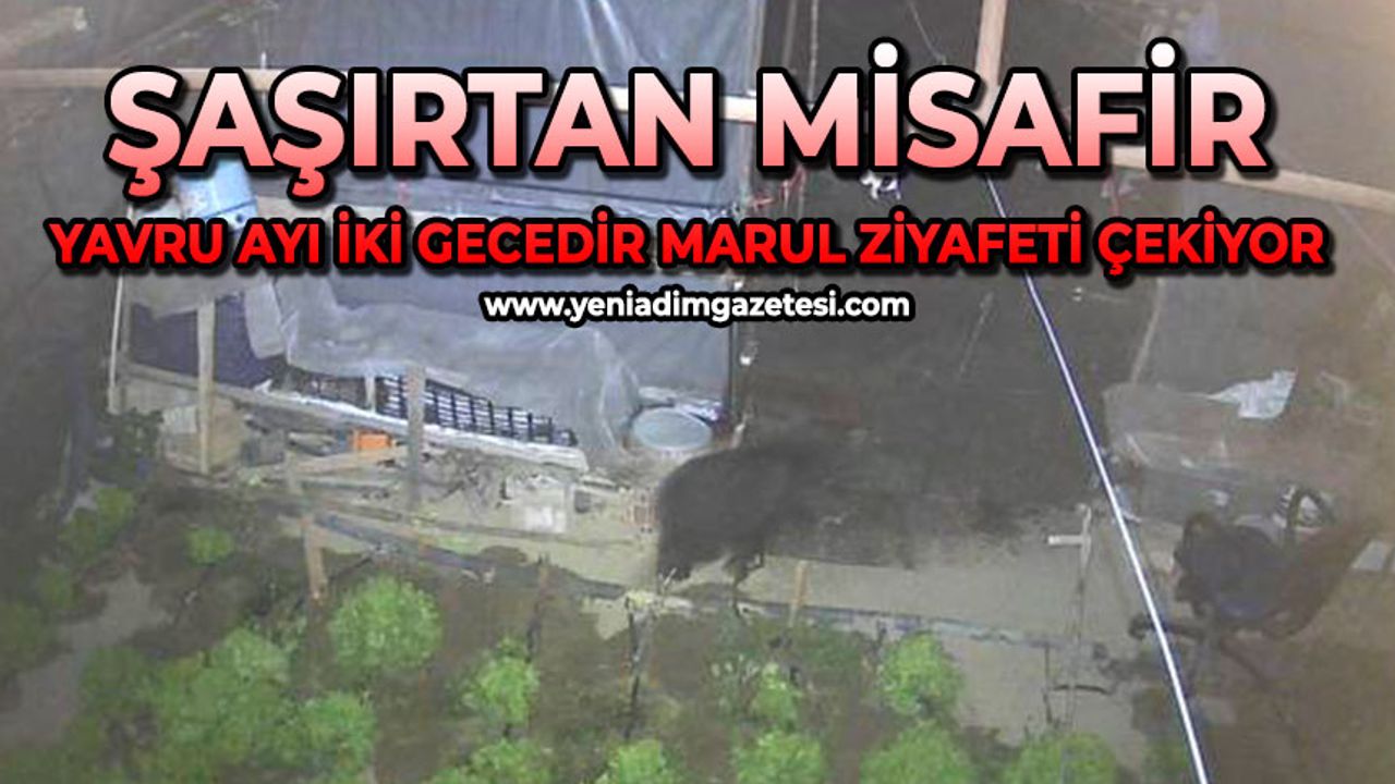 Şaşırtan misafir: Yavru ayı iki gecedir marul ziyafeti çekiyor