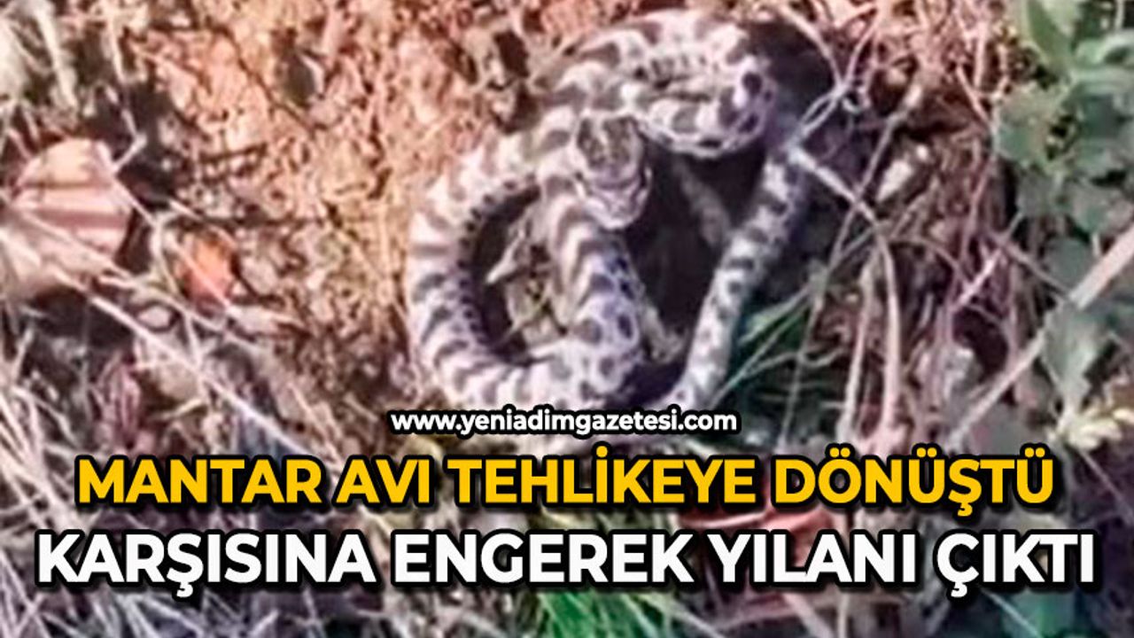 Mantar avı tehlikeye dönüştü: Karşısına engerek yılanı çıktı
