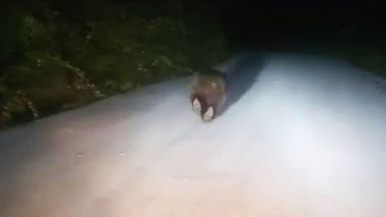 Yolda koşan ayı gülümsetti