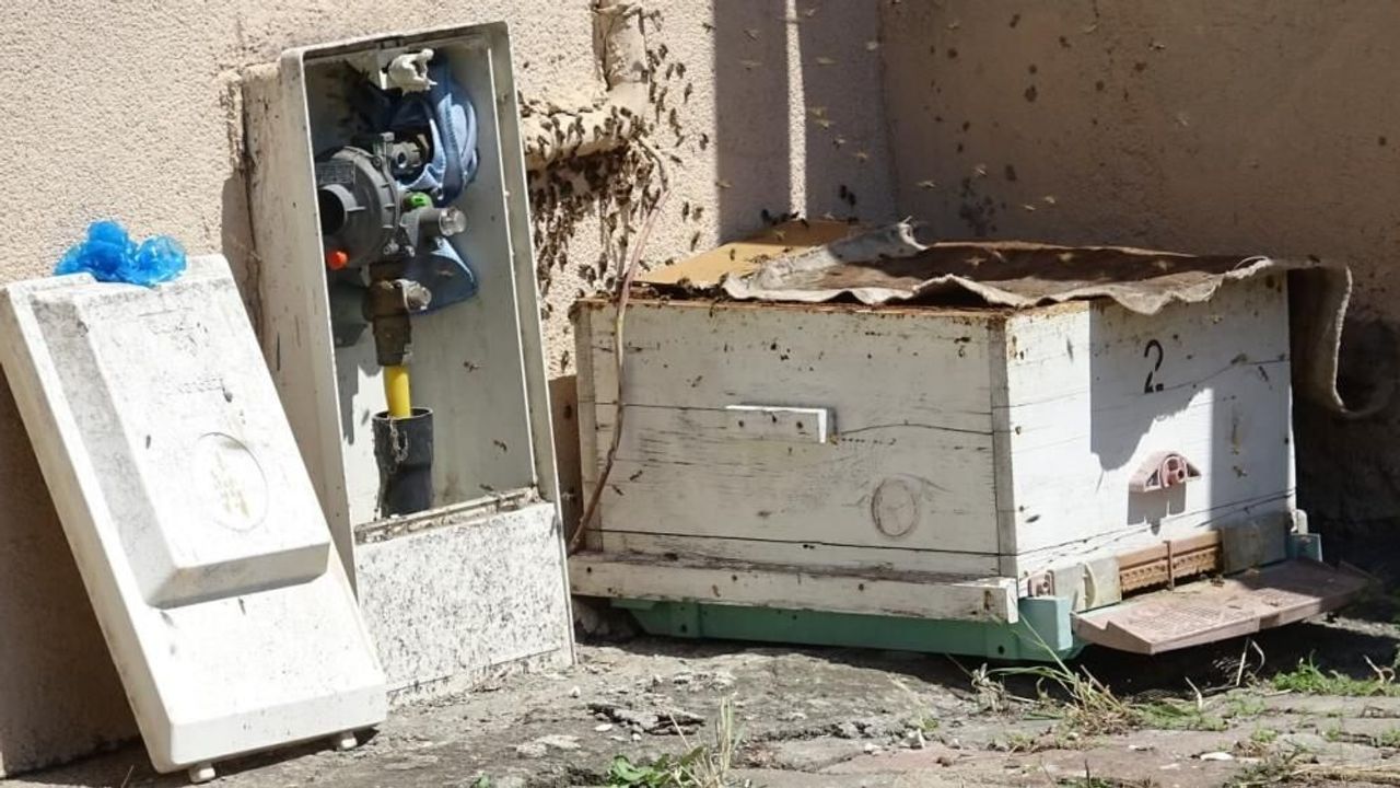 Doğal gaz kutusuna yuva yapan arılar tedirgin etti