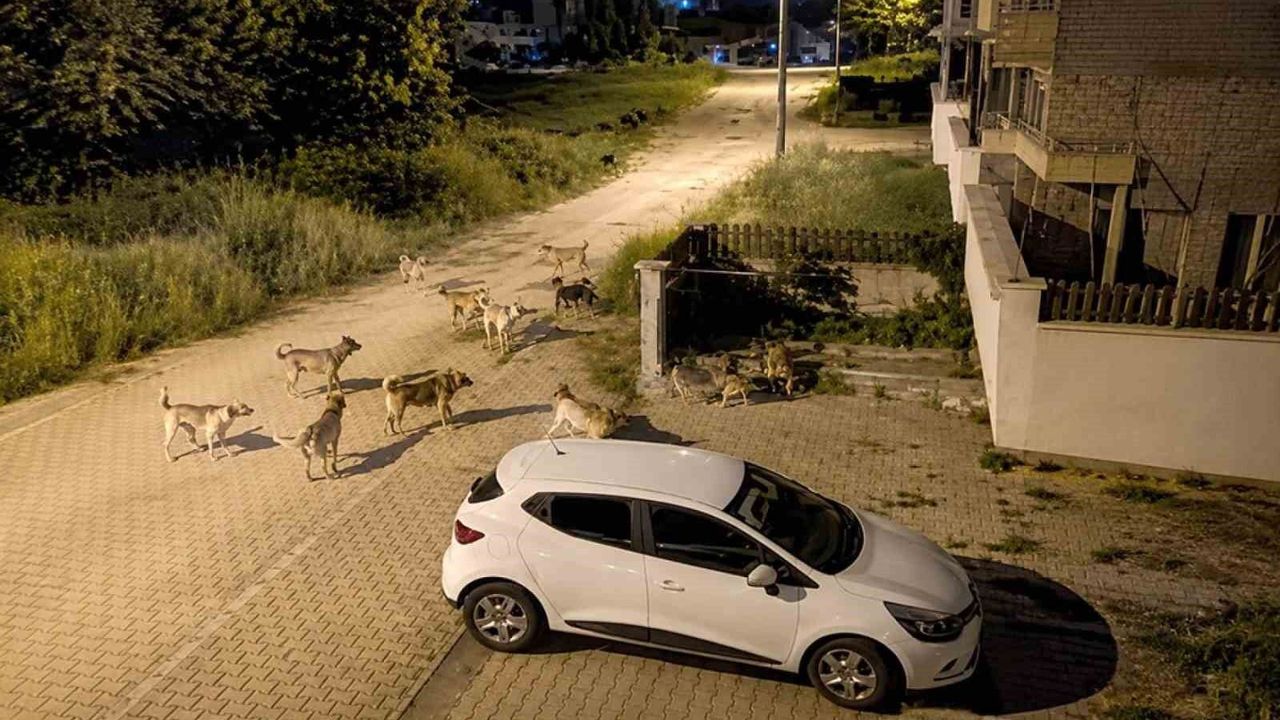 Mahallede köpek sürüsü tedirginliği