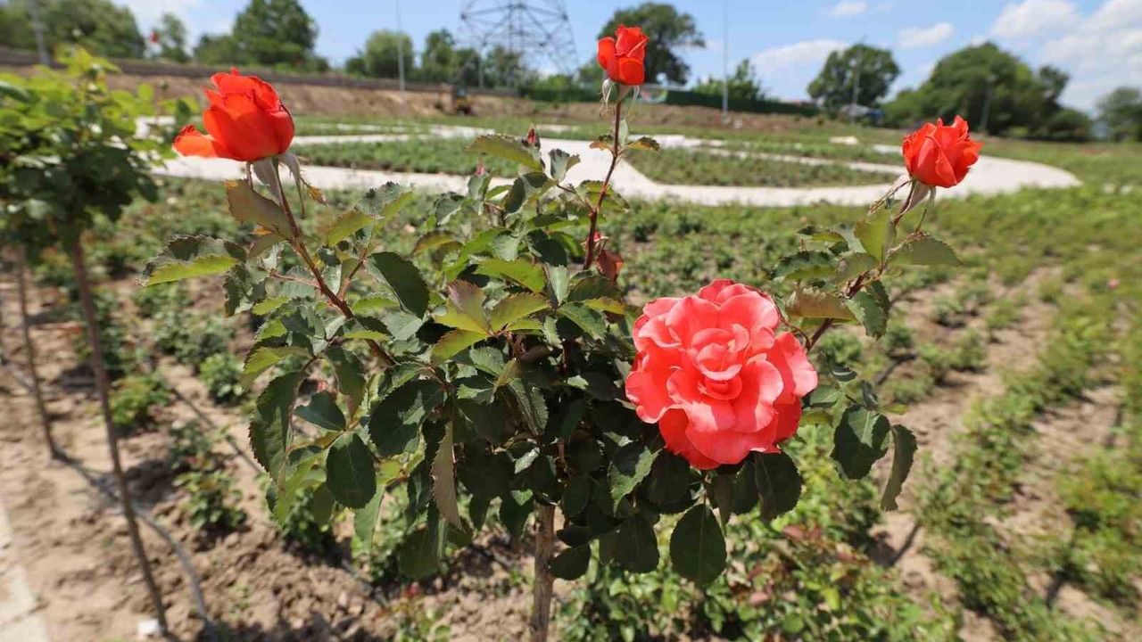 Yeni yaşam alanı Gül Bahçesi'nde ilk fidanlar dikildi