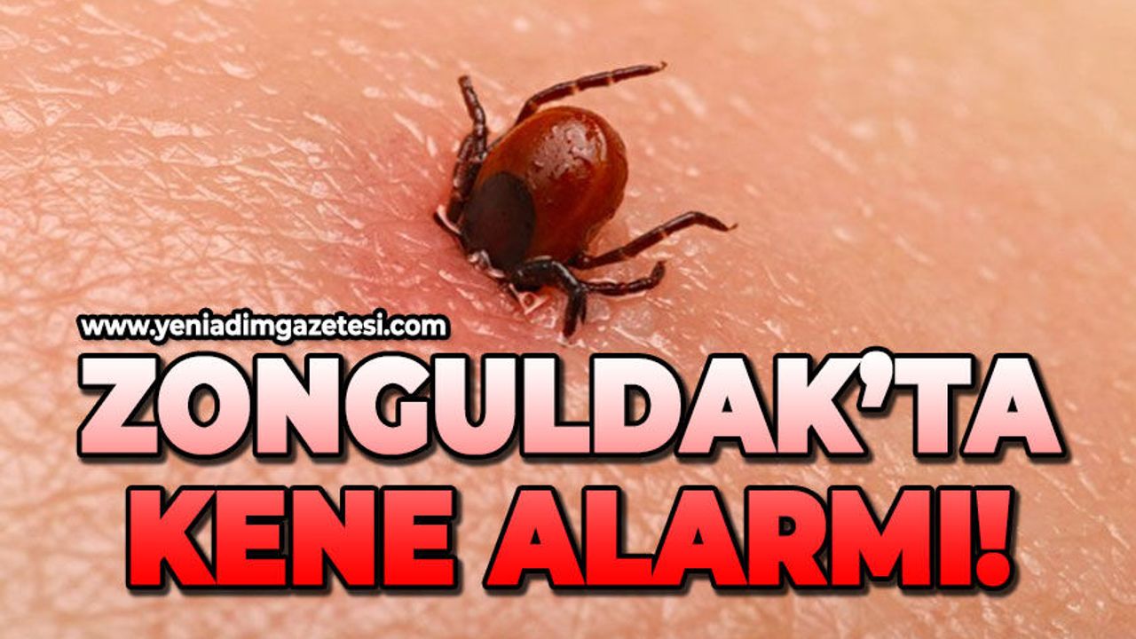 Zonguldak'ta kene alarmı!