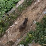 Bahçeye giren ayı paniğe yol açtı