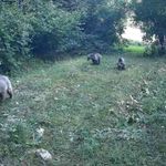Bolu ormanlarında yaban hayvanları fotokapanlara yansıdı