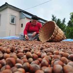 Düzce'den AB ülkelerine 7 bin 192 ton fındık ihraç edildi