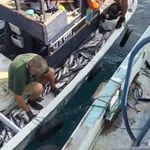 Palamut bereketi: Tekneler dolu dönüyor