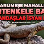 Rüzgarlımeşe Mahallesi'ni kertenkele bastı: Vatandaşlar isyan etti!