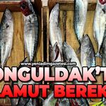 Zonguldak'ta palamut bereketi