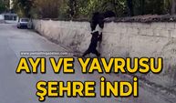 Ayı ve yavrusu şehre indi