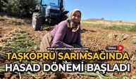 Taşköprü sarımsağında hasat dönemi başladı