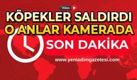Köpeklerin saldırısına uğradı: O anlar kamerada