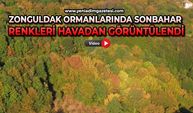 Zonguldak ormanlarında sonbahar renkleri havadan görüntülendi