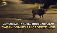 Yaban domuzları yerleşim alanında yiyecek aradı
