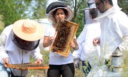 Bal arısı zehri bu hastalığa oldukça etkili!