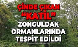 Çinde çıkan "Katil" Zonguldak Ormanları'nda tespit edildi
