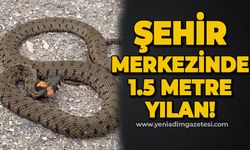 Şehir merkezinde 1,5 metrelik yılan