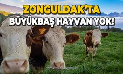Zonguldak'ta büyükbaş hayvan yok