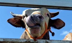 Kurban Keserken Dikkat! Yeni Tedbirler Açıklandı Ceza Kesilecek