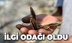İlgi odağı oldu