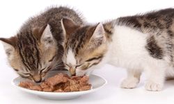 Evcil hayvan sahiplerine müjde: Akıllı mamalar kedi alerjilerini ortadan kaldırabilir!