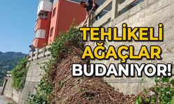 Tehlikeli ağaçlar budanıyor!