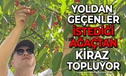 Yoldan geçenler istediği ağaçtan kiraz topluyor!