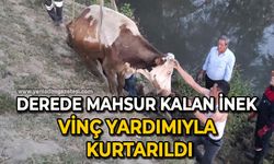 Derede mahsur kalan inek, vinç yardımıyla kurtarıldı