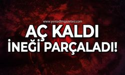 Aç kalan ayı ineği parçaladı