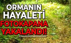 Ormanın hayaleti fotokapana yakalandı