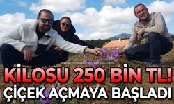 Kilosu 250 bin TL'den satılıyor: Çiçek açmaya başladı!