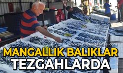 Zonguldak'ta tezgahlar mangallık balıklarla doldu