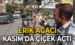 Erik ağacı Kasım'da çiçek açtı