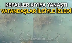 Zonguldak'ta yüzlerce kefal kıyıya yanaştı: Vatandaşlar ilgiyle izledi