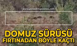 Domuz sürüsü fırtınadan böyle kaçtı!