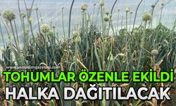 Tohumlar özenle ekildi: Halka ücretsiz dağıtılacak!