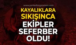 Kayalıklara sıkışınca ekipler seferber oldu!