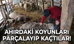 Ahırdaki koyunları parçalayıp kaçtılar!