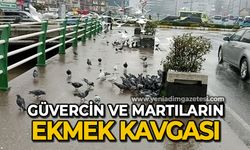 Zonguldak'ta güvercin ve martıların ekmek kavgası